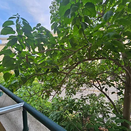 Elena 340 Βάρνα